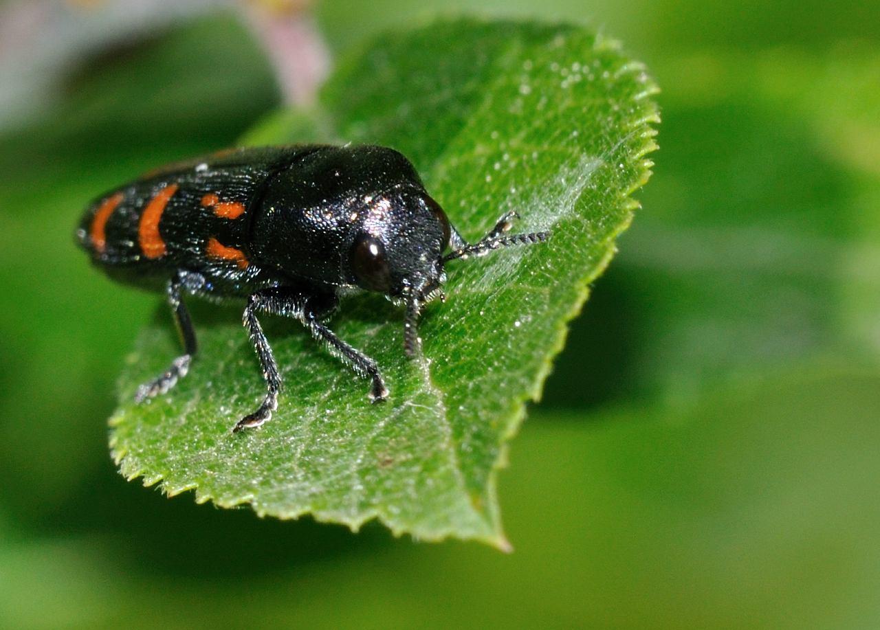 ID Coleottero: Ptosima undecimmaculata